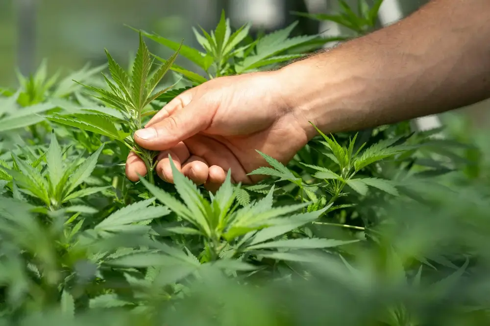 Fertilizantes
