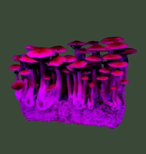 Setas y trufas