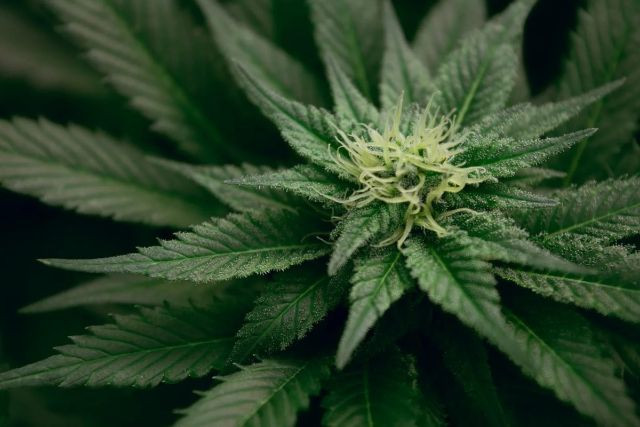 Terpenos: el secreto del aroma de cada variedad de CBD